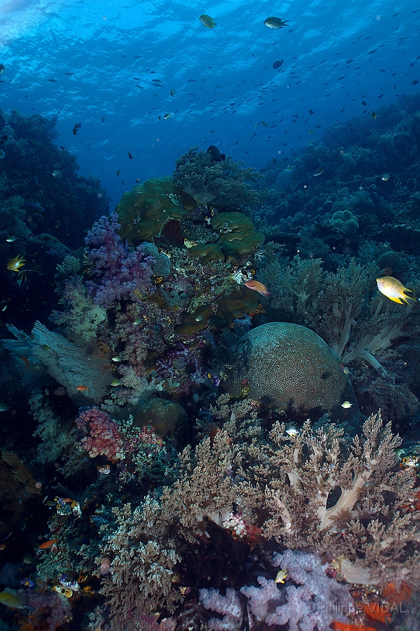 Raja Ampat 2016 - Corail - IMG_4482_rc.jpg